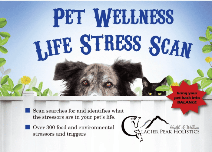 Pet wellness scan