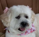 Everything Raw Small Dog Formula White Dog with pink bow and bandana