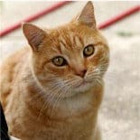 Everything Raw Premium Cat Formula Ginger Cat