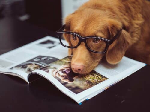 Red dog with glasses and magazine