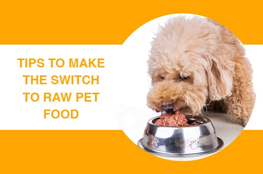 Everything Raw March Thumbnail  How do I switch my pet to raw food