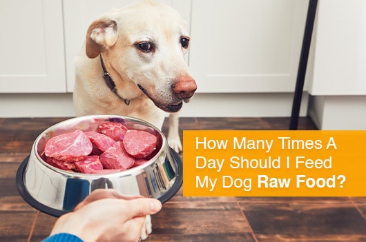 How Many Times A Day Should I Feed My Dog Raw Food