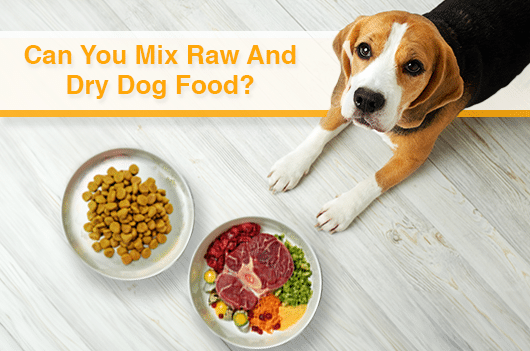 Can You Mix Raw And Dry Dog Food