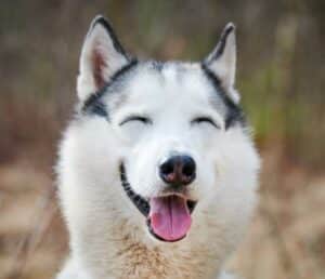 Premium Fish and Pork