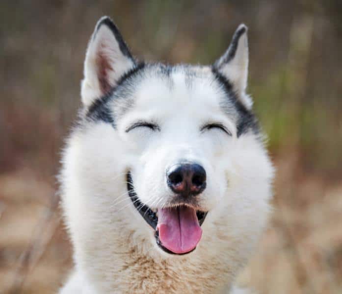 Premium Fish and Pork