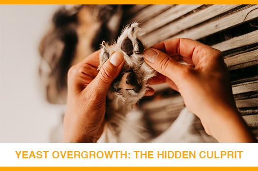 Natural Relief for Dog Allergies