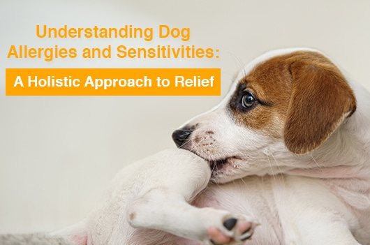 Understanding Dog Allergies and Sensitivities A Holistic Approach to Relief