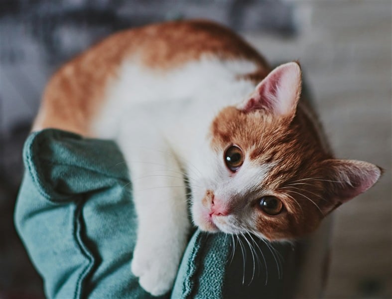 Turkey and Bone - Cat