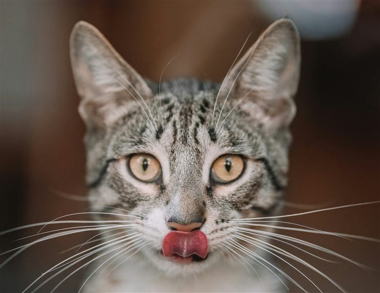 Chicken and Bone - Cat