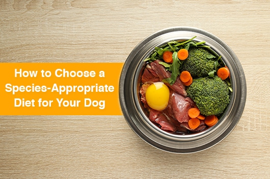 raw dog food benefits